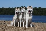 SIBERIAN HUSKY 543